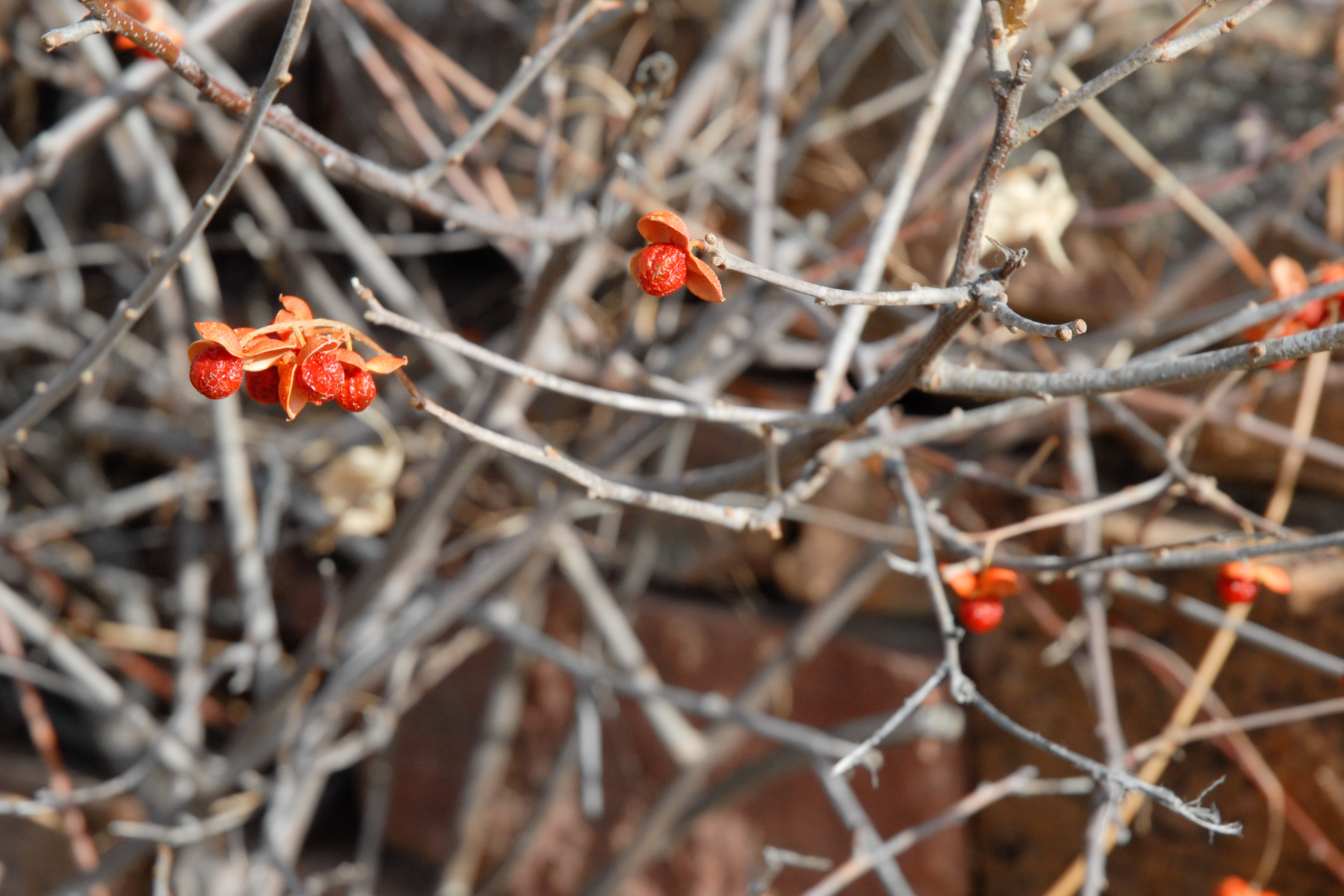 American Bittersweet